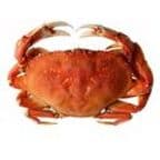 Best Dungeness Crab in Little Rock, AR